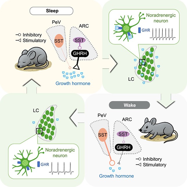 Direct Evidence: Recording Brain Activity in Mice Reveals How Growth Hormone Is Released During REM and Non-REM Sleep
