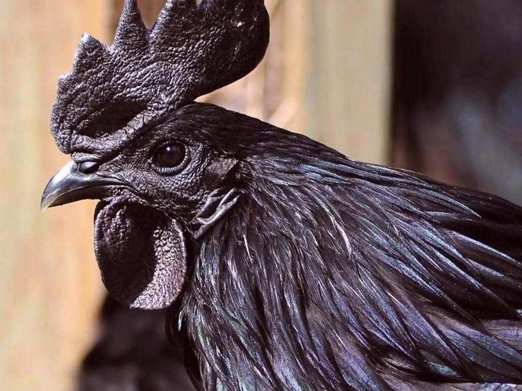 Bald Israeli Chickens: The Heat-Resistant Wonder