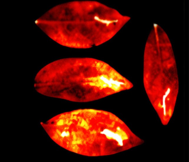 What are biophotons? A faint glow from living tissue, long debated