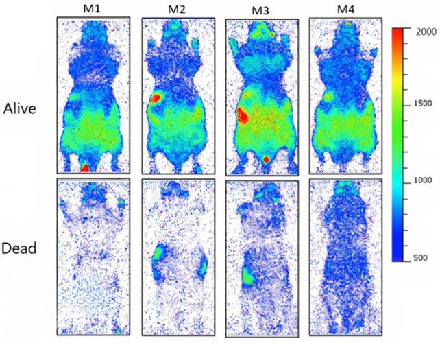 The live-versus-dead experiment: four mice in a dark box, then euthanized