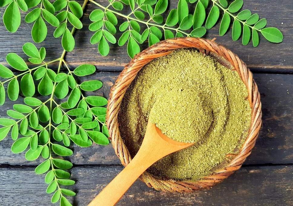 Moringa oleifera: Der Wunderbaum aus Indien, der Blutarmut, Entzündungen und Diabetes verspricht – und doch erst am Anfang der Wissenschaft steht