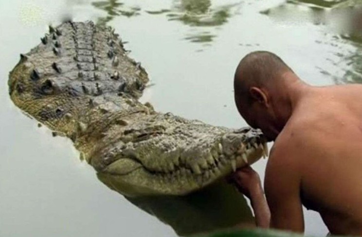 70 ans sans viande: le crocodile Babia, sage et sacré, vit dans un temple indien