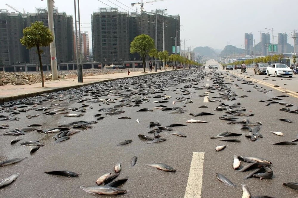 Rain from the Living: When the Sky Drops Fish, Frogs, and Spiders