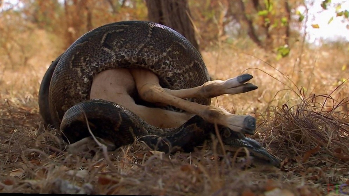 Warum starb Titanoboa aus? Klima, Konkurrenz und Lehren