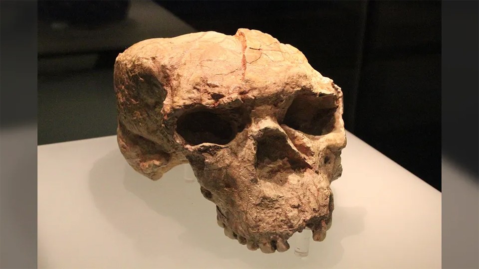 Ein uralter Schädel aus China schreibt die Evolution neu: Denisovaner, Neandertaler und Homo sapiens auf einen gemeinsamen Stamm