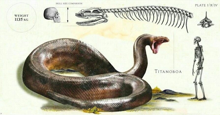 What Titanoboa Ate: Diet Debates in a Post-Dinosaur World