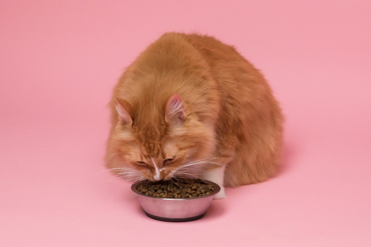 极端预算的日常：猫粮、献血与自我改造