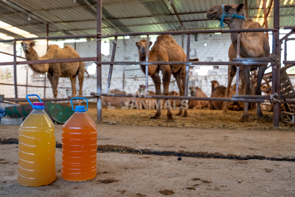 Vendre sa propre urine comme remède miracle: un Pakistanais dupait des acheteurs saoudiens et au-delà