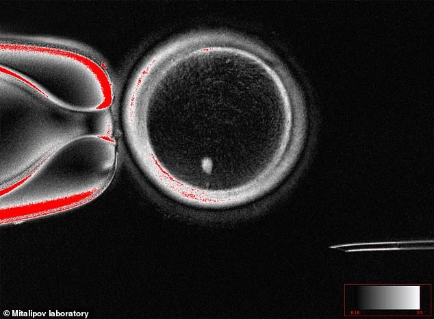 Bebés sin madre biológica: la ciencia propone convertir la piel en óvulos humanos