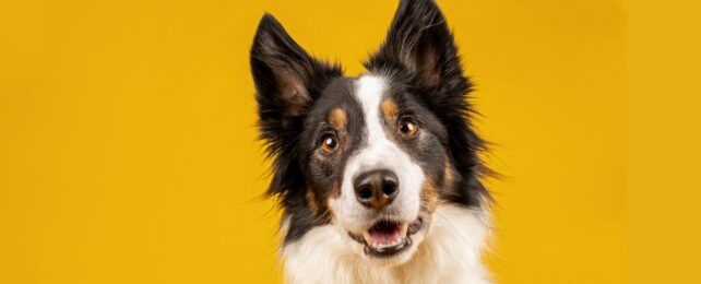 Los perros entienden el lenguaje humano: pueden extender palabras a objetos nuevos por su función