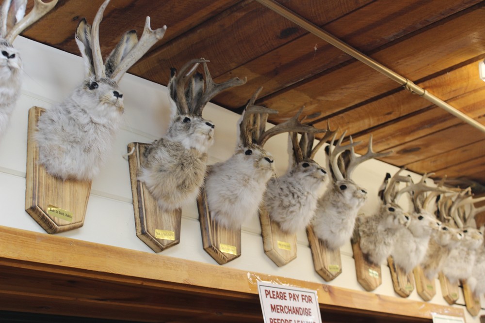 From Folklore to the Lab: Shope’s Breakthrough