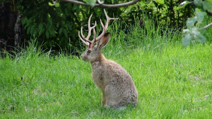Des lapins cornus existent réellement — une légende devenue découverte scientifique