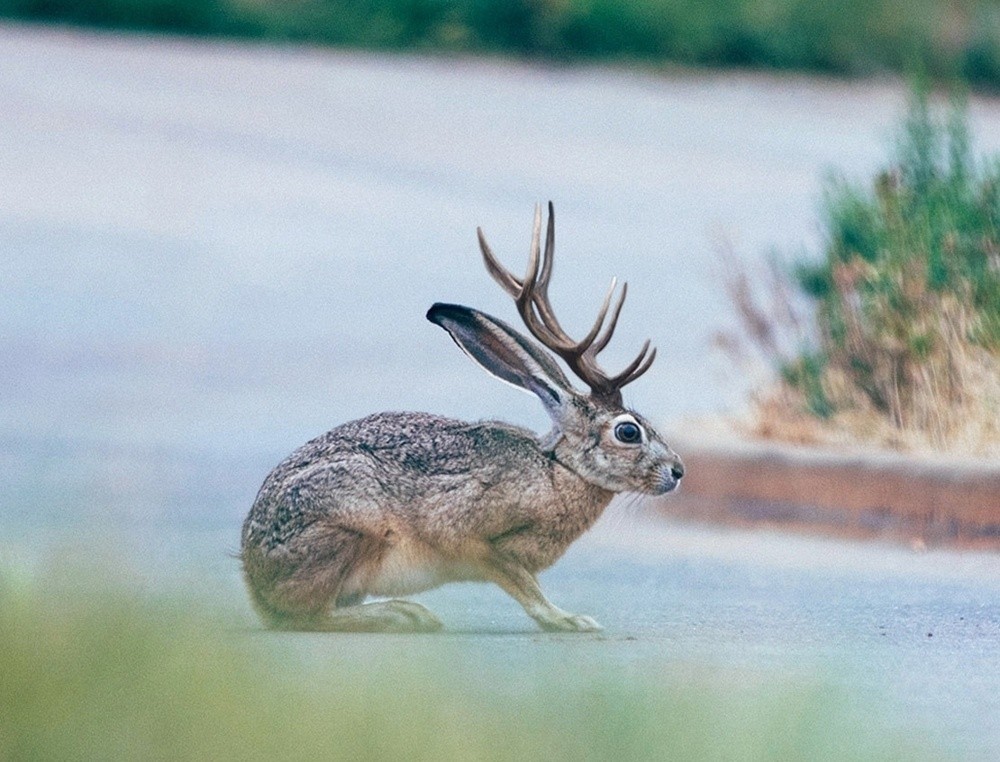 Nombres y apariencias: el mundo de los conejos con cuernos
