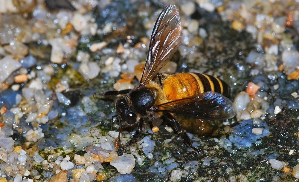 Abeilles géantes des Himalayas : un miel qui déclenche des hallucinations et des ruches aussi grandes qu'une porte