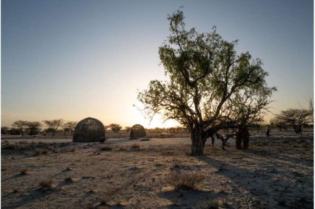 Eight genetic differences that help the Turkana endure dehydration and high-protein life