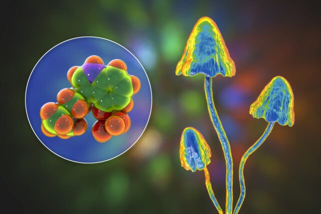 炎症治疗的突破：迷幻药抑制炎性分子、或替代类固醇的抗炎策略