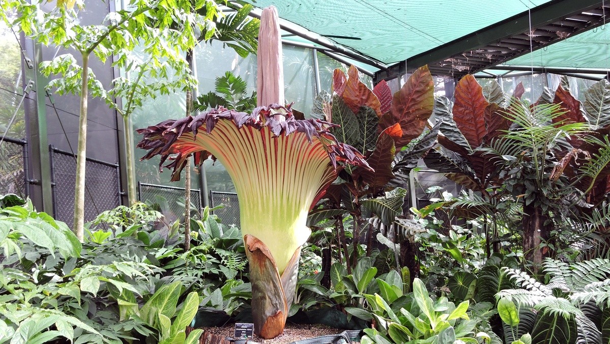 Le contexte: une plante rare et une odeur légendaire
