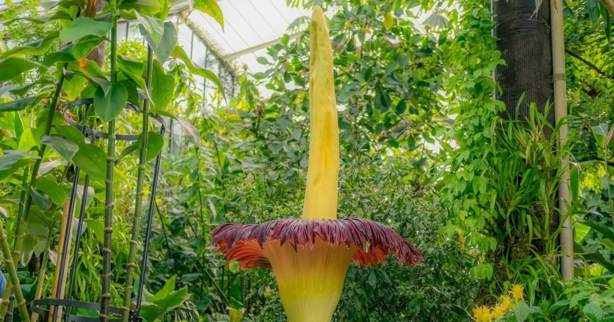 Zwischen Dortmund und Sydney: Globale Faszination der Totenblume