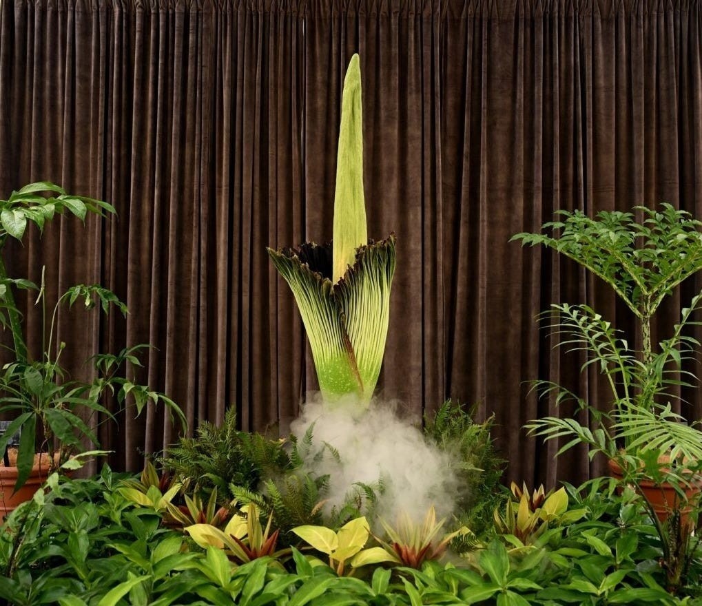 Robo de la flor cadáver: Amorphophallus titanum desaparece del Rombergpark en Dortmund