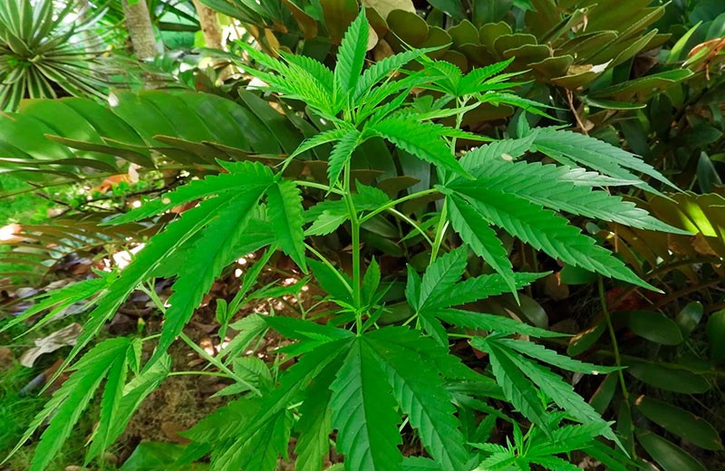 Le toucher guérisseur : sept plantes qui pourraient changer l'avenir de la médecine