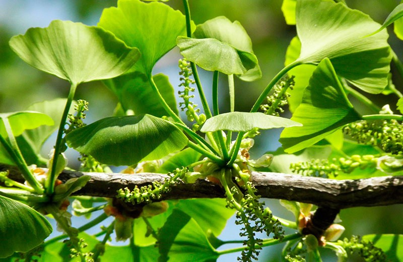 La pervenche de Madagascar et Croton léchléri : d’anciennes recettes à la thérapie ciblée