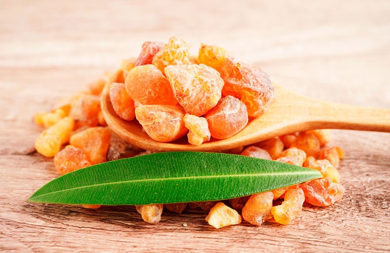 Croton lechleri: Dragon’s Blood and the Promise of Gut Healing