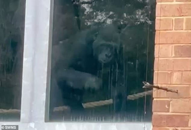 Die einsamsten Gorillas der Welt? Urban Exploreren dringen ins Bristol Zoo ein und finden Gorillas, die drei Jahre nach der Schließung noch hinter einem verlassenen Gehege sitzen – und kein Personal in Sicht.