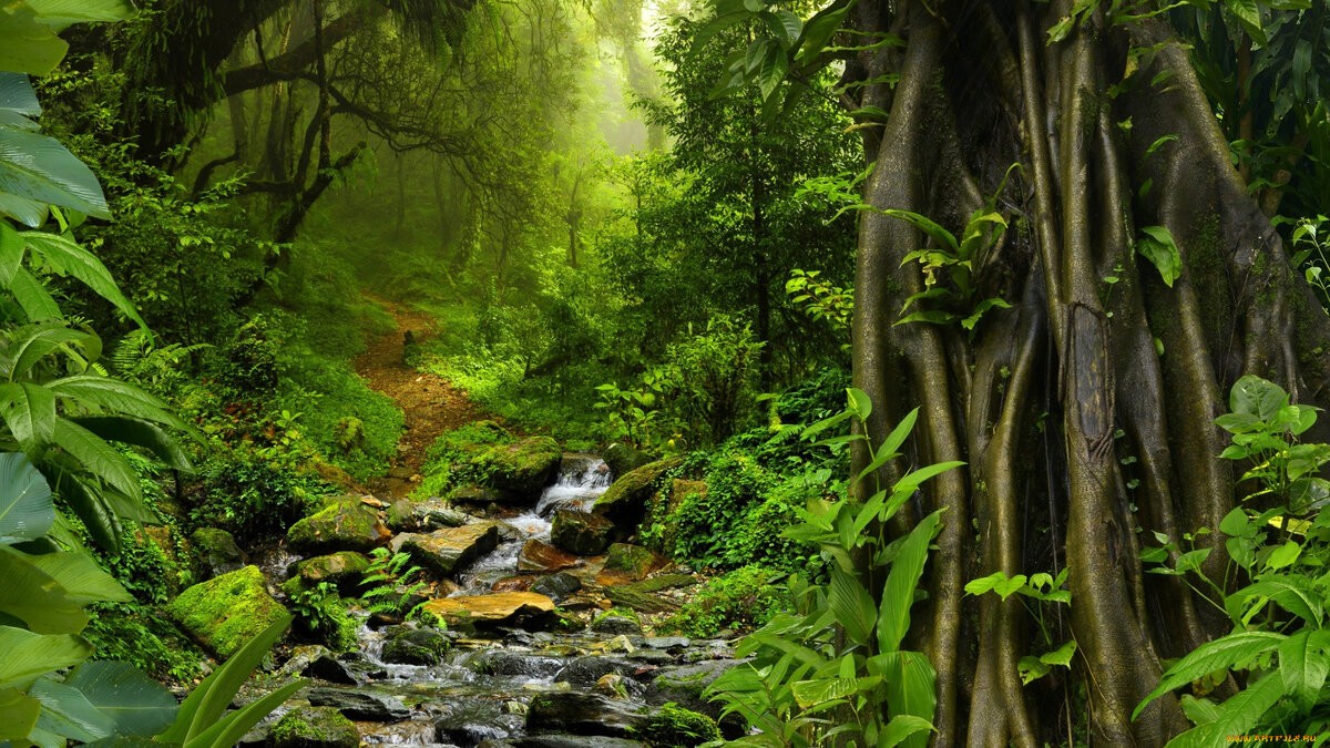 From Jungle to Home: A Family’s Resilience and a Cultural Reminder