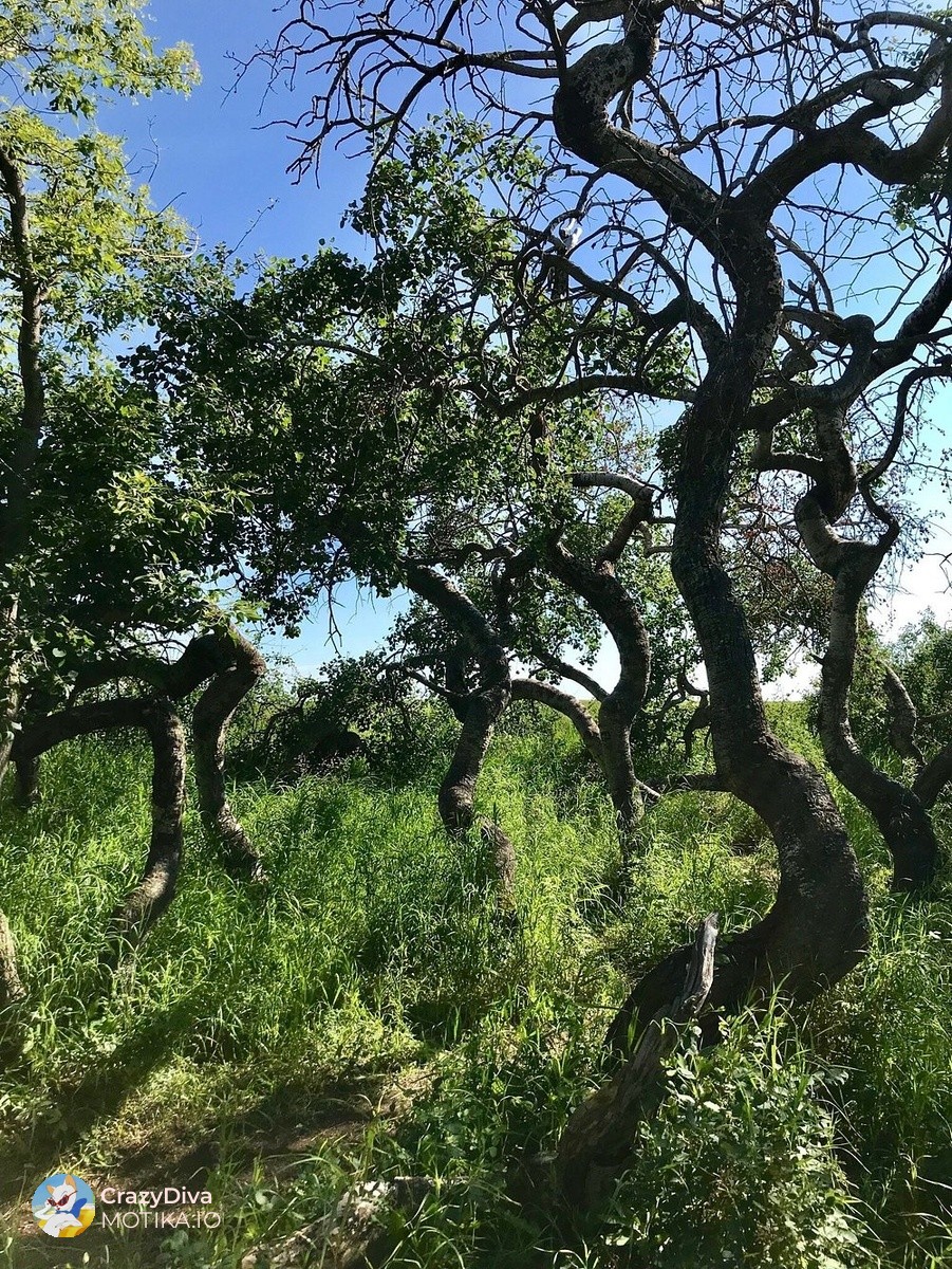 Шумата преживува само затоа што е осамена, а туристите се чуваат на дистанца благодарение на посебна патека