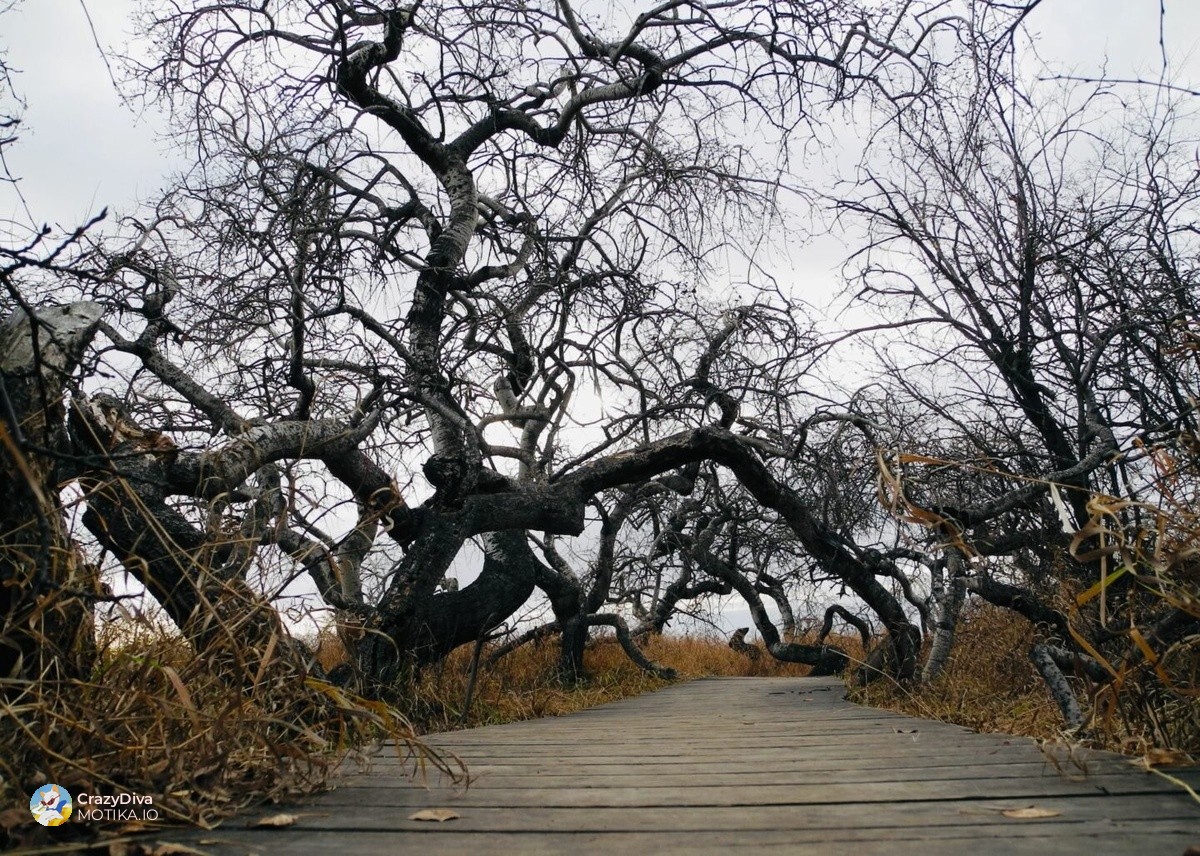 Мистеријата на извитканата шума: Зошто дрвјата во близина на градот Хафорд растат како да се опседнати?