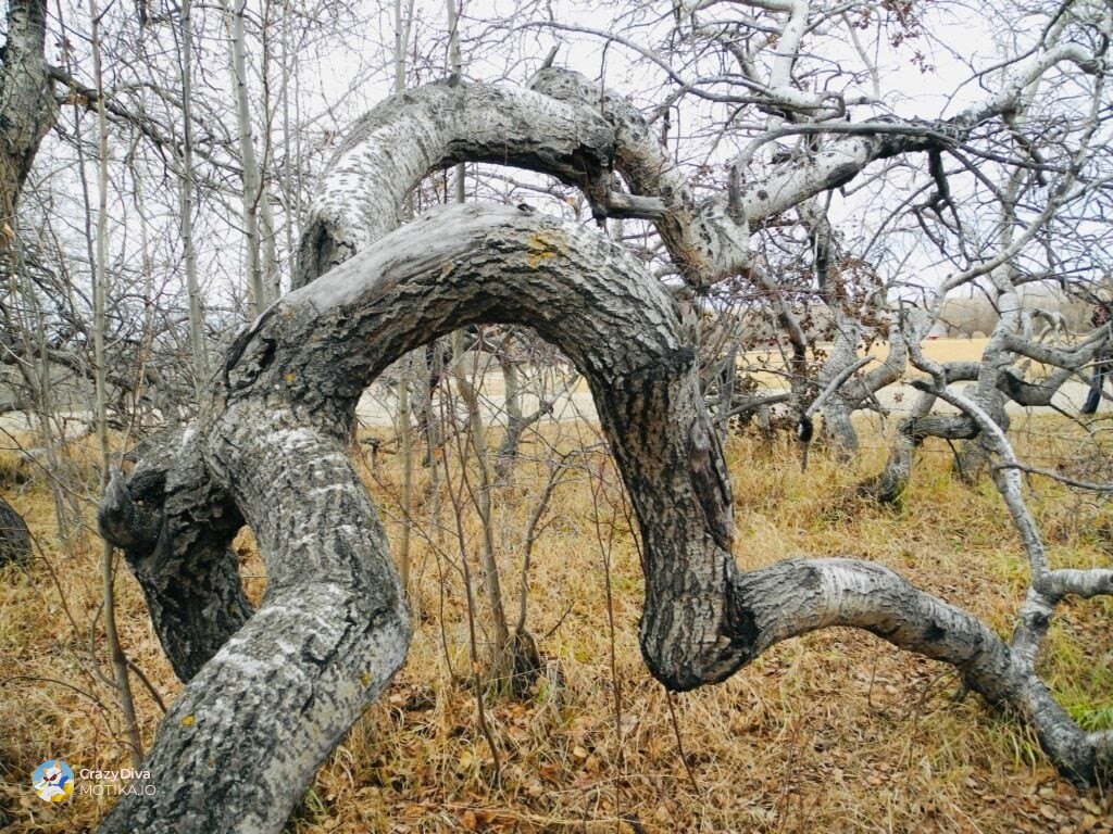 Науката носи тивко разочарување: генетска мутација ги криви дрвјата, не магија
