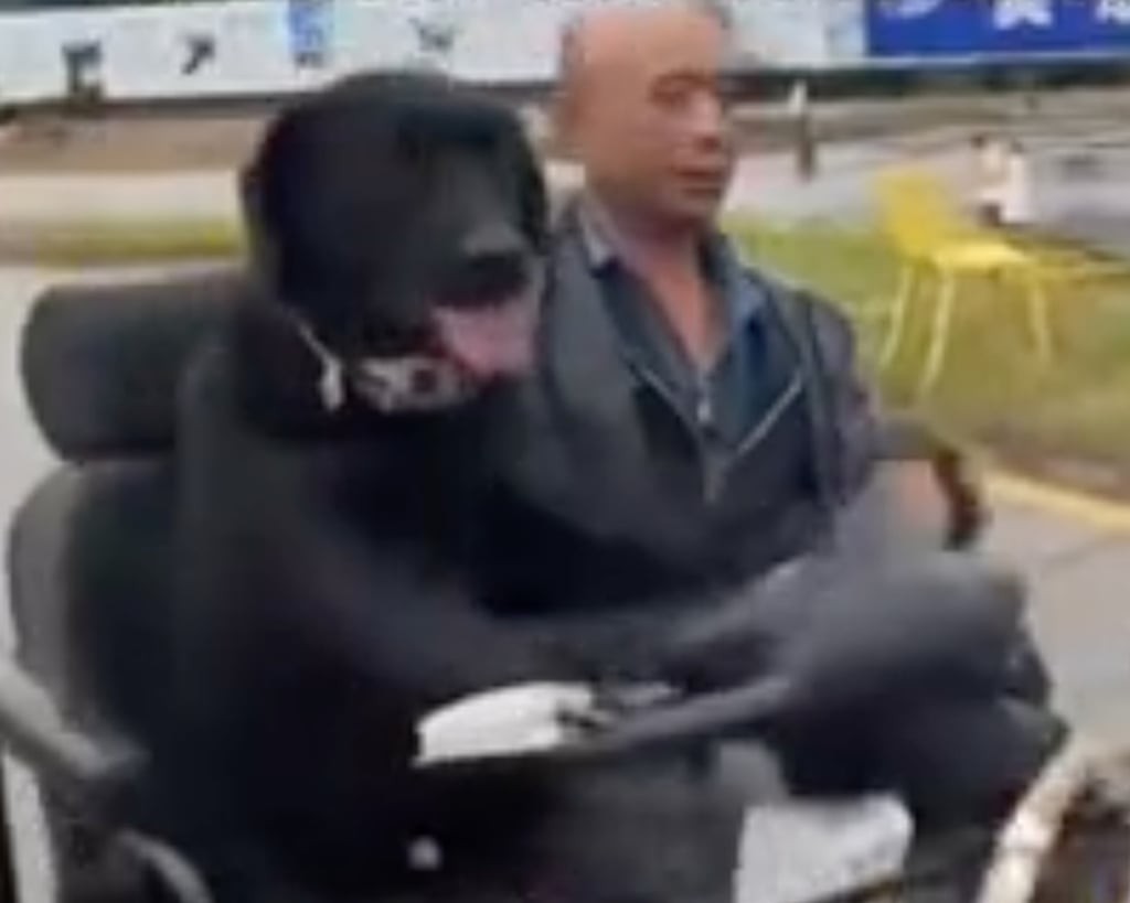 Cão dirige scooter de mobilidade em Sichuan: a internet fica em choque