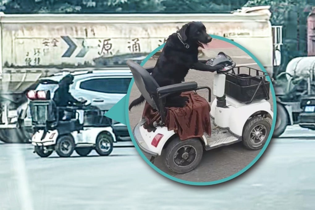 O vídeo que conquistou a internet: o cão ao volante