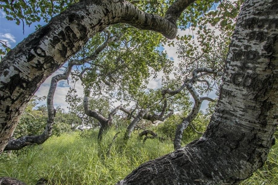 Луѓето се восхитуваат, но никој не знае причината