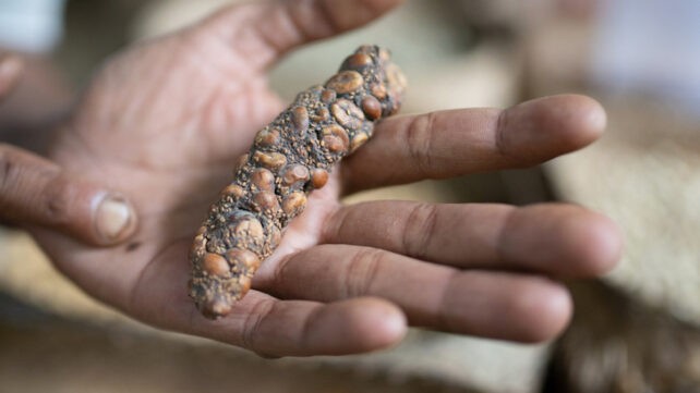 El café más caro del mundo es químicamente distinto: proviene de las heces de una civeta asiática