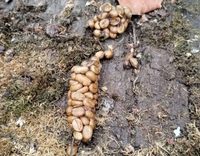 Du fruit à la fève: le voyage secret des grains sous le regard d'une civette