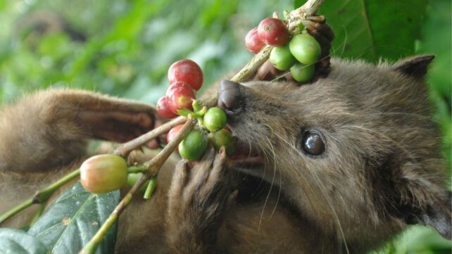 Ce que révèle l’étude du Kerala: quand l’intestin transforme le café