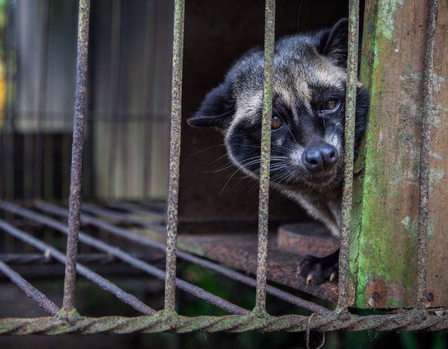 Éthique, prix et incertitudes: le débat autour du kopi luwak