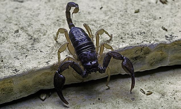 Circlet vs casco: qué dice la evidencia