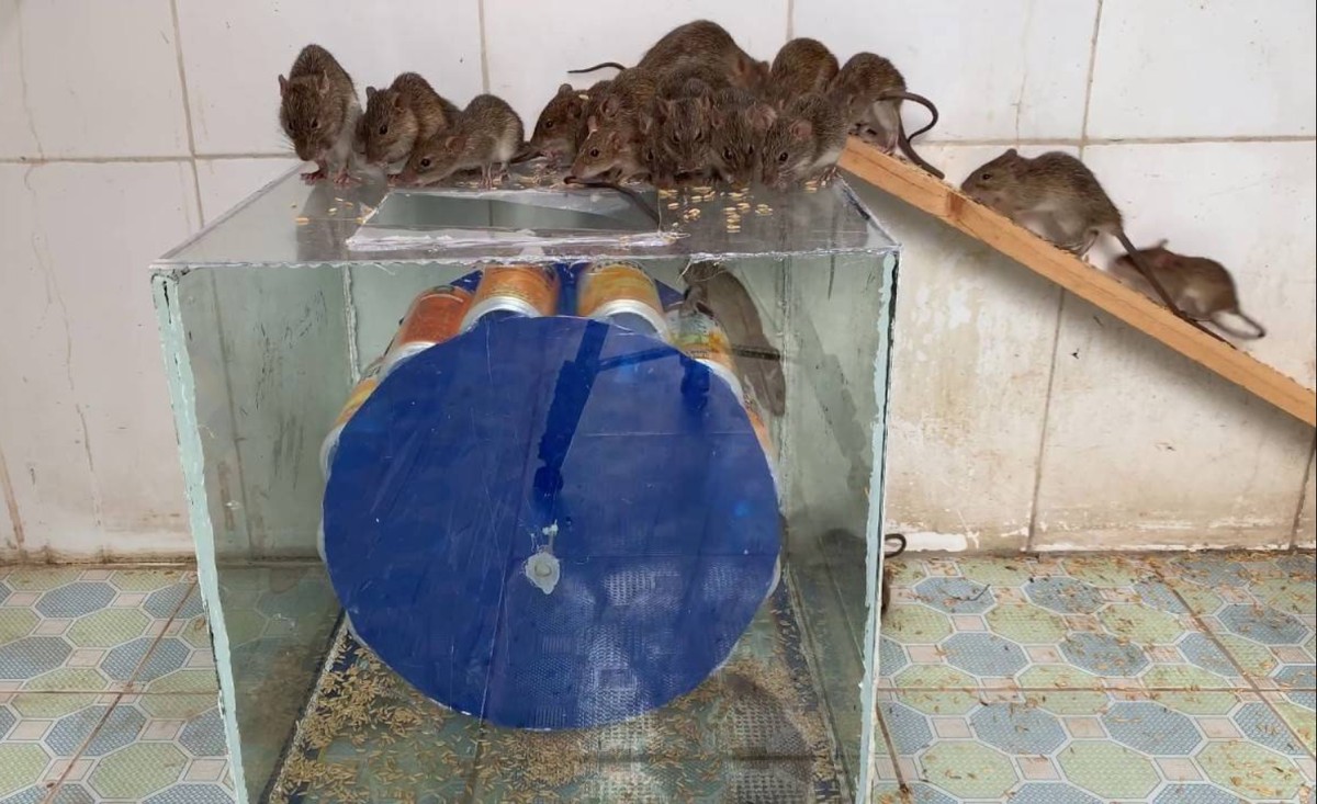 Deshnok, Indien: 25.000 Ratten in einem Tempel – 15.000 Menschen in der Nähe