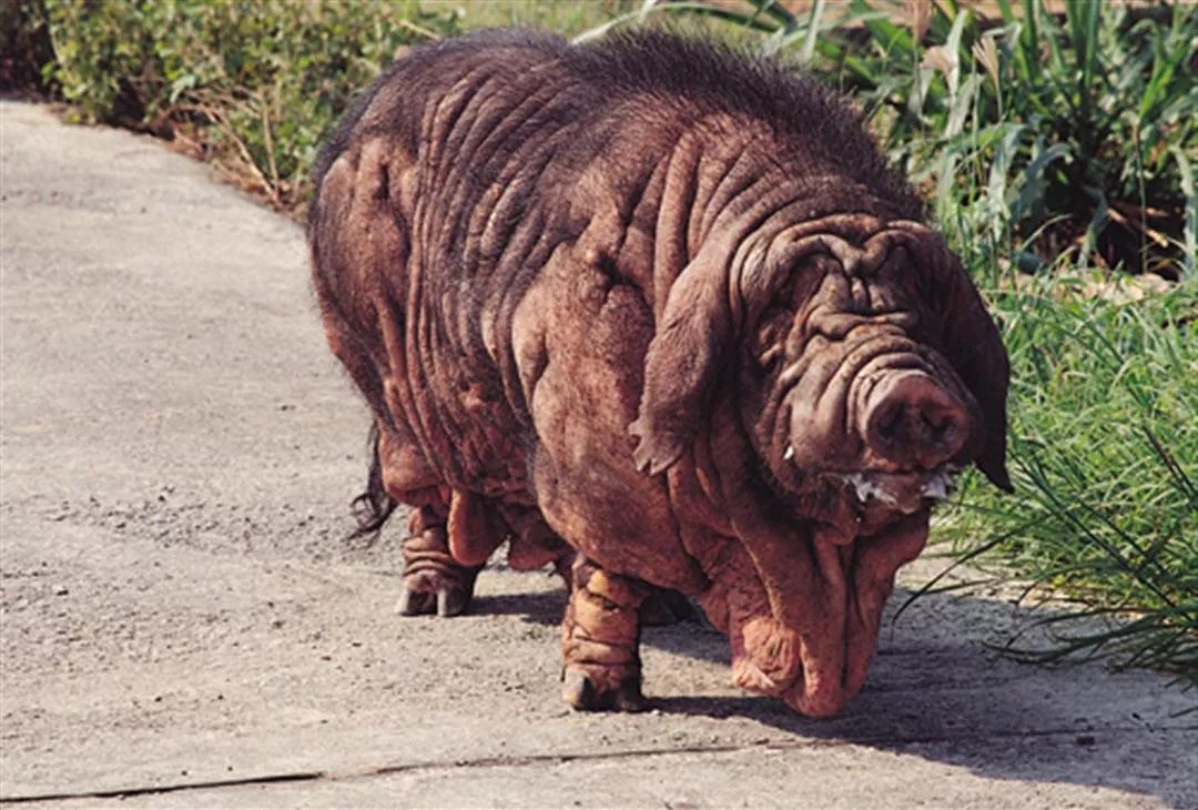 节奏如反应器:两次产仔/年,三个月就具备繁殖能力