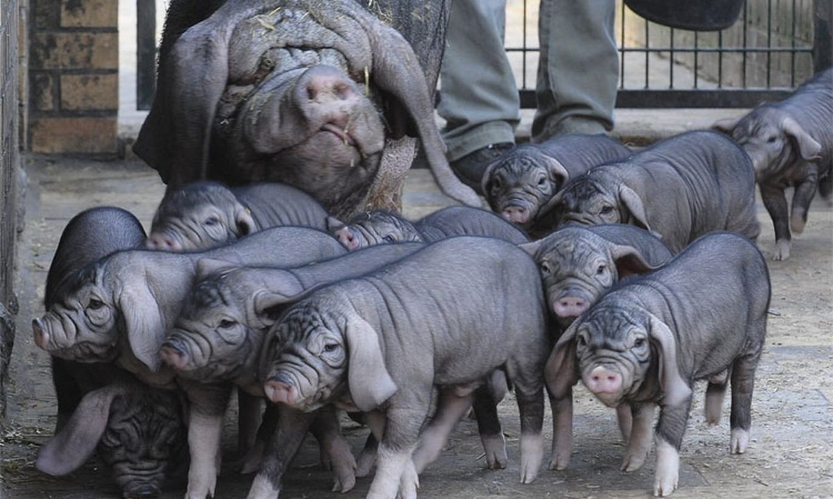 Fertility Boom: Litter Size, Teat Count, and Early Maturity