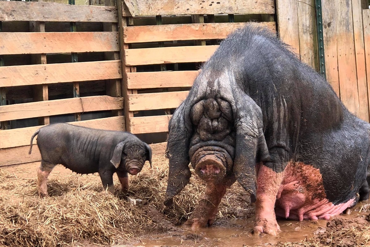 Culture, Taste, and Rarity: Why They Don’t Cross the Ocean