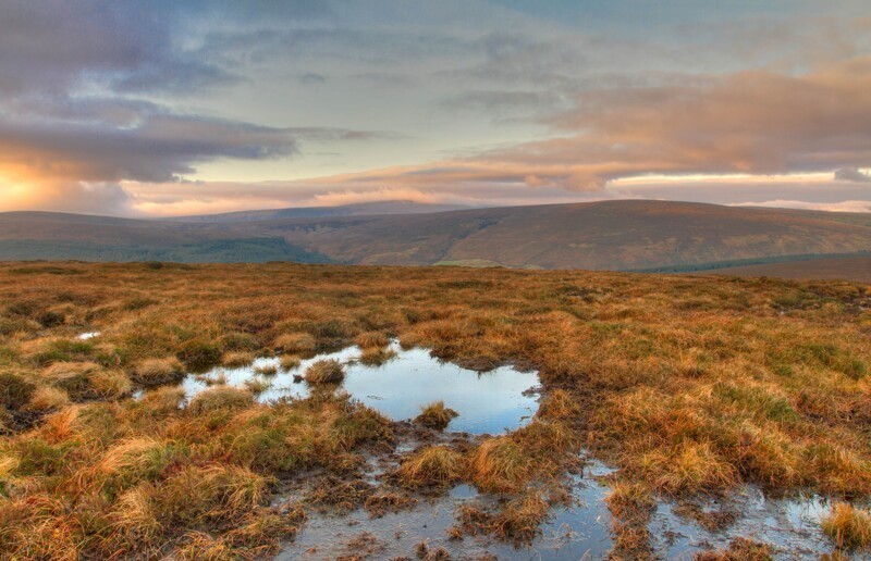 Маслото во мочуриштата: од тајна залиха до алхемиски деликатес