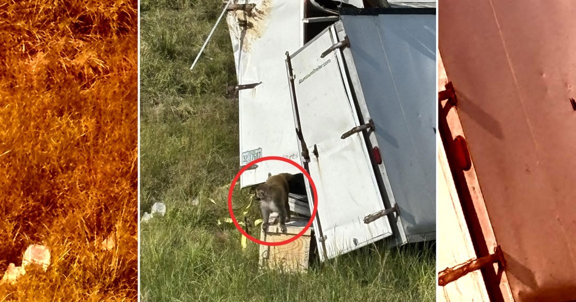 一场卡车事故引发的恐慌:运载研究猴子脱逃,初始指控震动公众