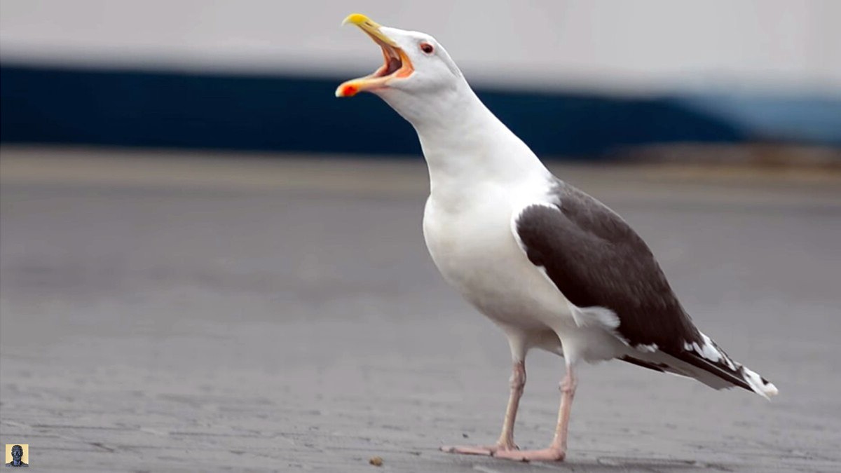 Ce que révèle ce goût pour l’extrême