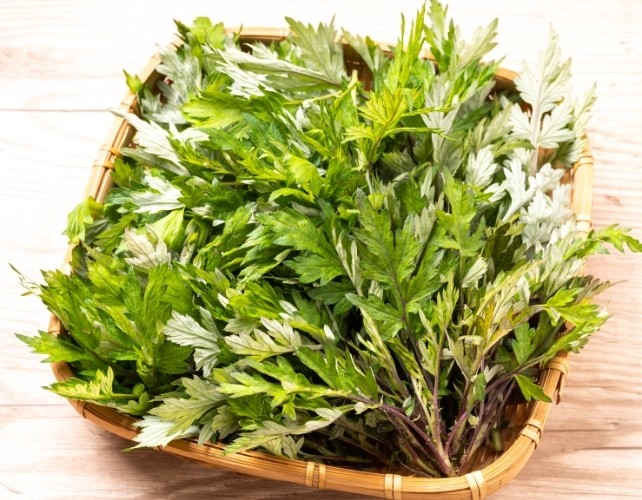 Mugwort: magie et médecine – de la tradition à la pharmacologie moderne