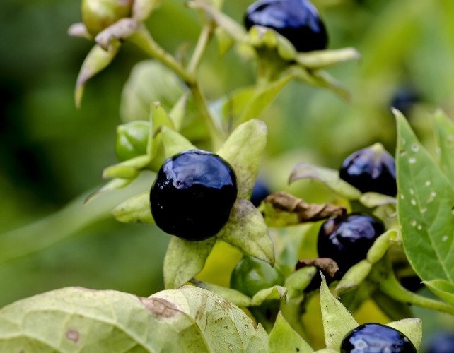 Belladonna: Beauty, Poison, and Medicine