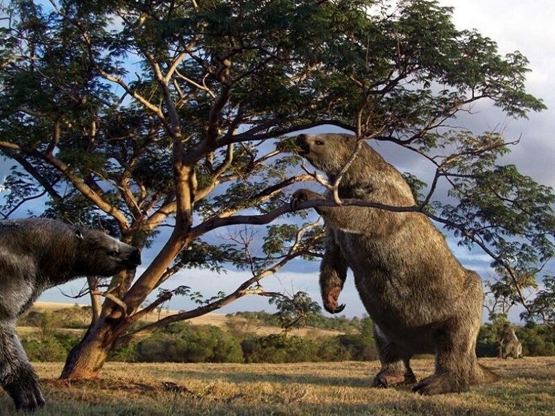 Откритието што зачудело сè: Скелети на џиновски мрзливци во подземните дворови од пред милиони години