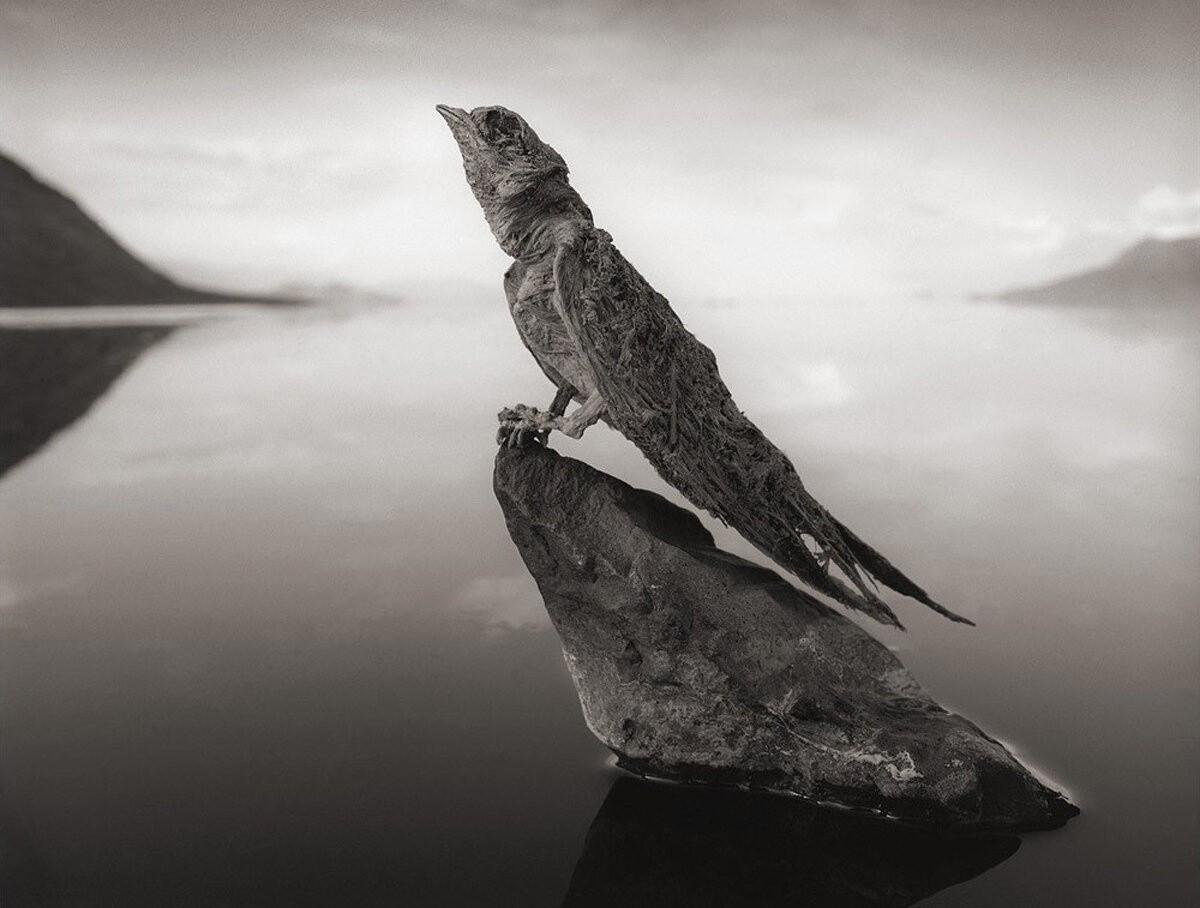 The Death Lake of Africa: How scorching, caustic water turns birds into stone statues